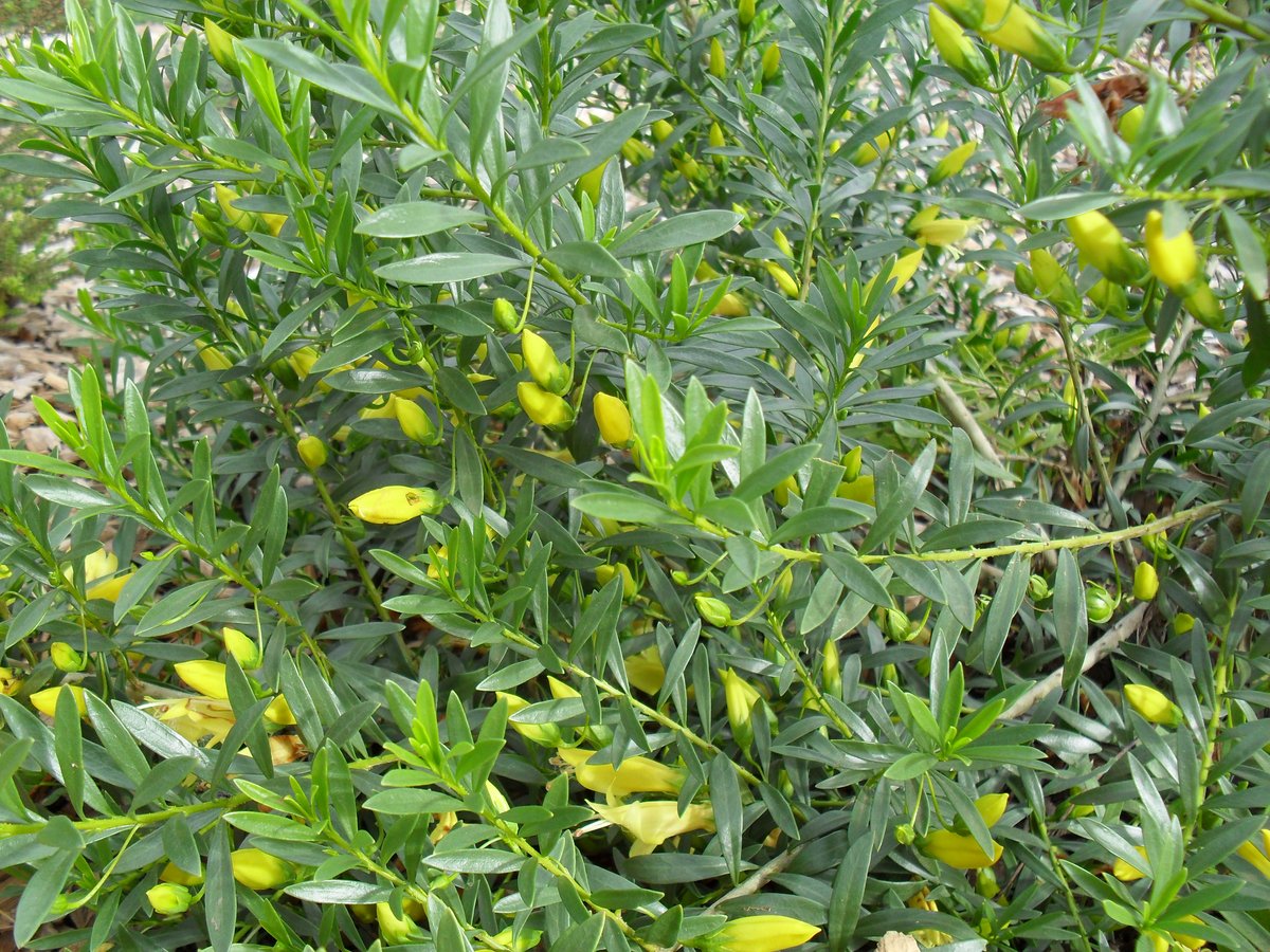 Eremophila maculata yellow